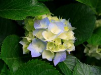 /album/galeria-de-fotos-informatica-vendas-assistencia-tecnica1/hydrangeas-jpg/